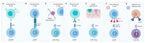 T Cell Engaging Immunotherapies, Highlighting Chimeric Antigen Receptor ...
