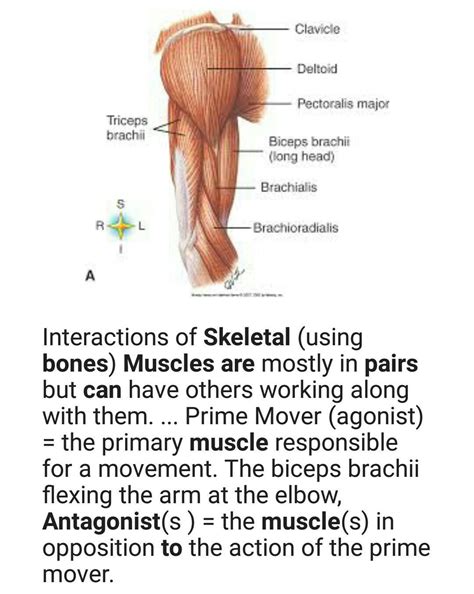How do antagonistic pairs of skeletal muscles affect bones? - Brainly.in