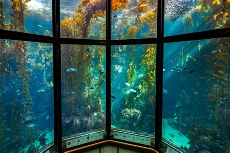 10 Best Aquariums in the U.S. | Monterey bay aquarium, Seattle aquarium ...