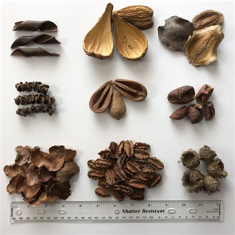 Buy Botanicals #2 Pods Cones Aquarium Terrarium Vivarium Crafts Fish ...