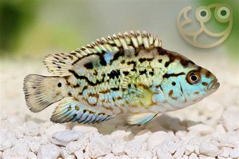 Jack Dempsey Fish Male Vs Female