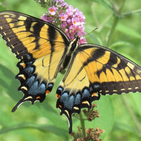 Eastern Tiger Swallowtail Butterfly - Delaware Nature Society