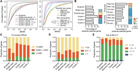 Young duplicate genes show developmental stage- and cell type-specific expression and function ...