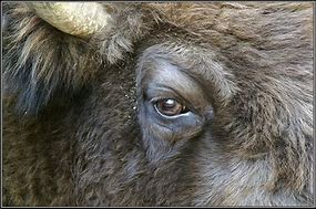 Image result for bull's eye