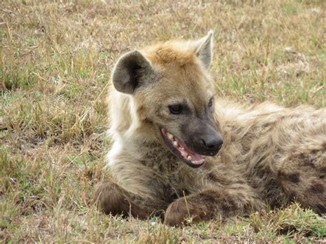 【イエナ】 IENA - ienaの通販 by ®️｜イエナならラクマ はぜひ