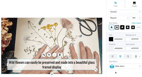 Image result for OBS Anima Layout