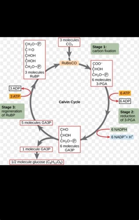 can you give answer friends - Brainly.in