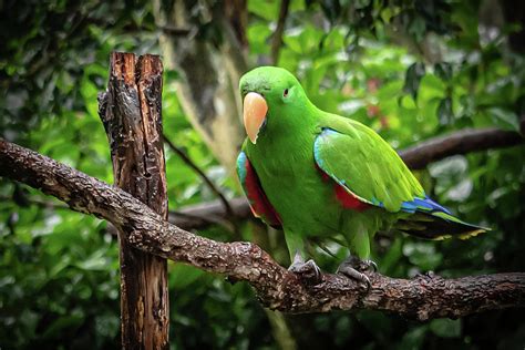 Image result for Parrot Search Algorithm
