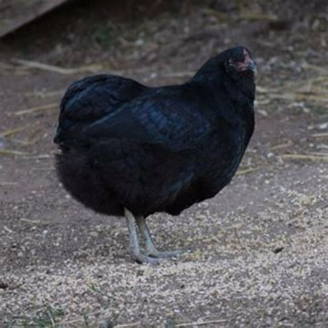 Araucana Hahn grau blau in Nümbrecht | Tiere | Kleinanzeigen