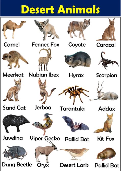 Desert animals vocabulary with pictures – Artofit