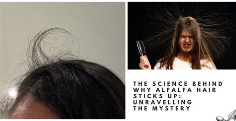 The Science Behind Why Alfalfa Hair Sticks Up: Unravelling the Mystery ...