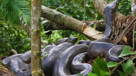 Green anacondas: Know some interesting facts about the heaviest snake ...