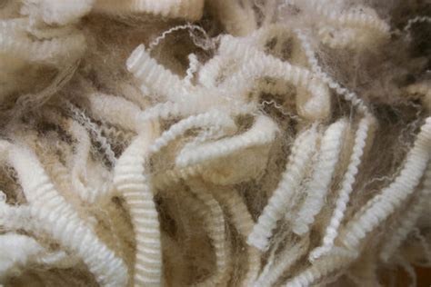 Why Merino Wool is better than Traditional Wool