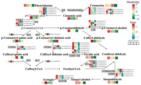 Comparative Metabolome and Transcriptome Analysis Reveals the Defense ...