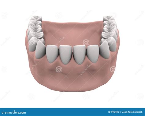 Lower teeth with gums stock illustration. Illustration of dentistry - 996405