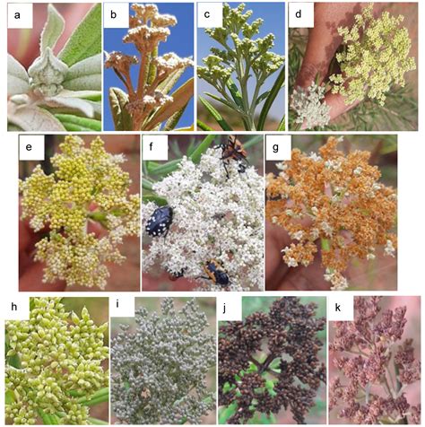 Phenological Growth Stages of Buddleja saligna Willd. According to the ...