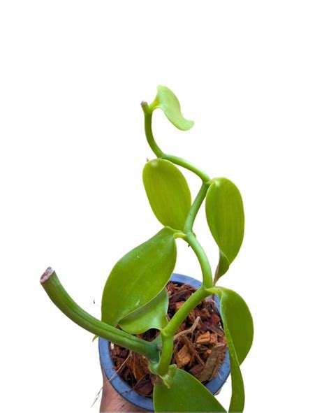 Divine Blossoms Orchid Boutique - Online Store