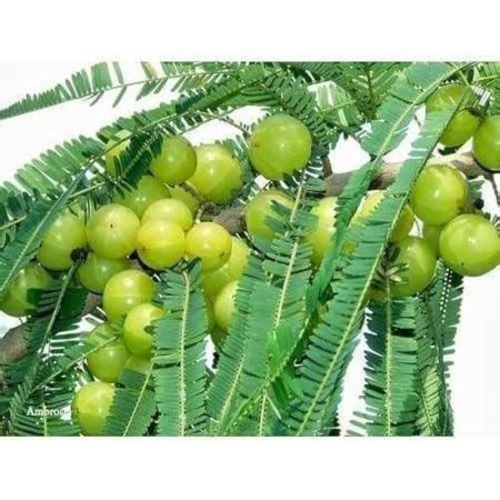 Rahaman " Bhumi Amla "Clone tyep hybrid Red Amla, Plant Amalaki ...