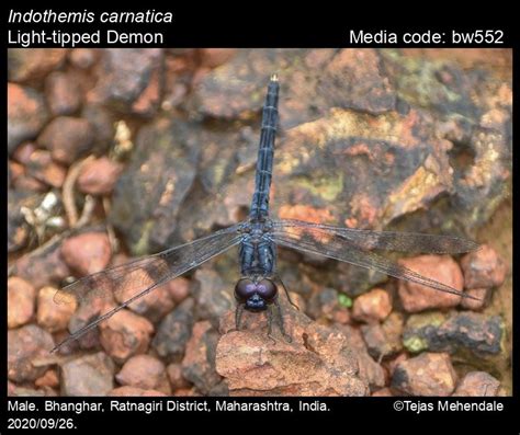Indothemis carnatica Fabricius, 1798 - Light-tipped Demon | Odonata