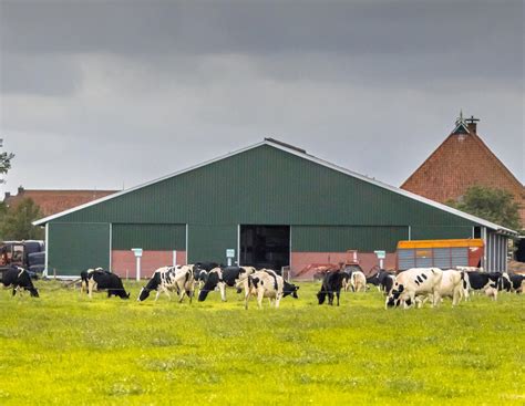 Stickstoffkrise/NL: Milchbauern verklagen Rabobank | agrarheute.com
