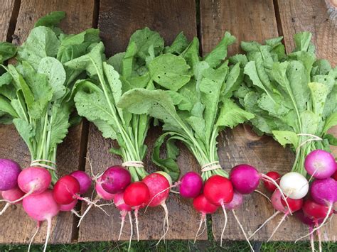 Learn about the farm — Sweet Roots Farm & Market