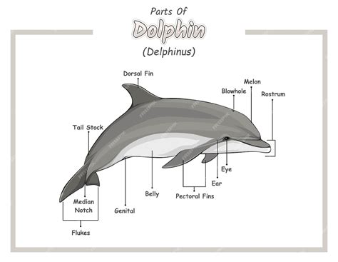 Premium Vector | Parts Of Dolphin