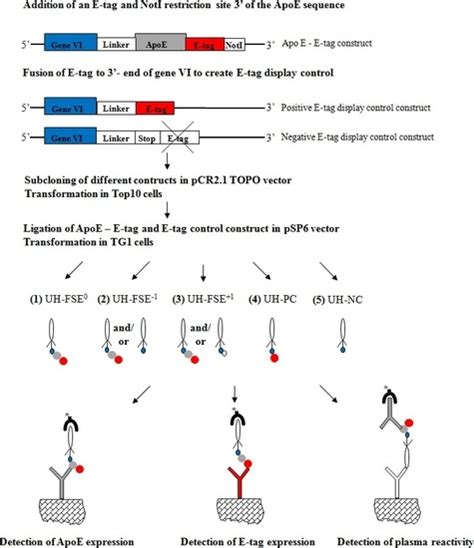 Frameshifting in the P6 cDNA Phage Display System