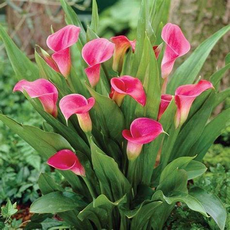 Buy Calla Lily (Pink) - Plant online from Nurserylive at lowest price.