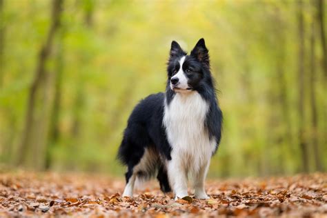 How Long Does a Border Collie Live? Vet-Verified Average Lifespan, Data ...