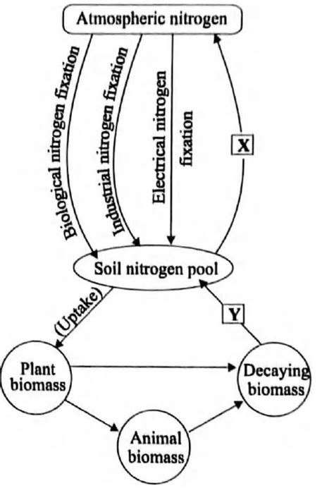 Identify the labels X and Y in the given outline of N2 cycle and select ...