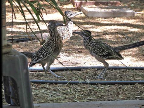 Road Runner Run 的图像结果