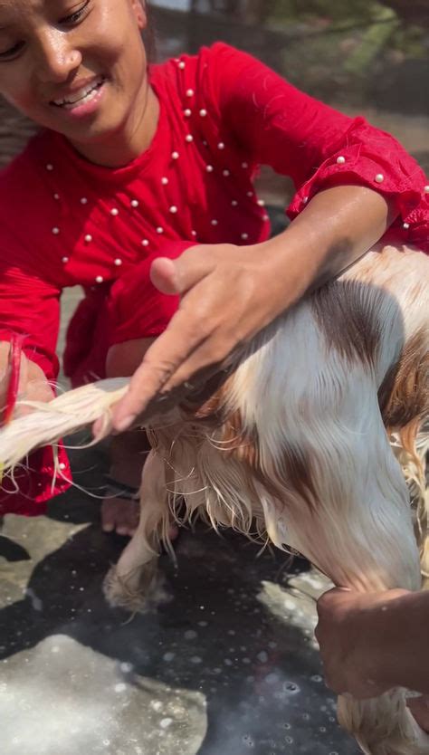 Cocker Spaniel I Puppies for sale to all India