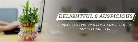 Nurturing Green® 2-Layer Lucky Bamboo Plant in Glass Pot (4 Inch ...