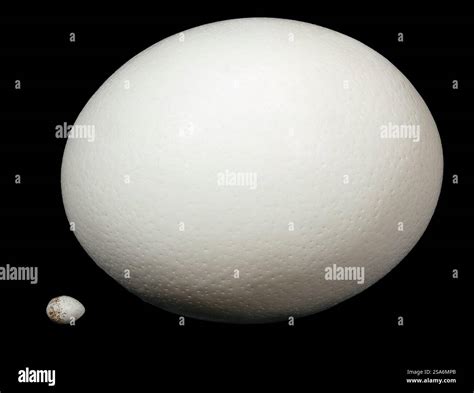 Extreme egg sizes hi-res stock photography and images - Alamy