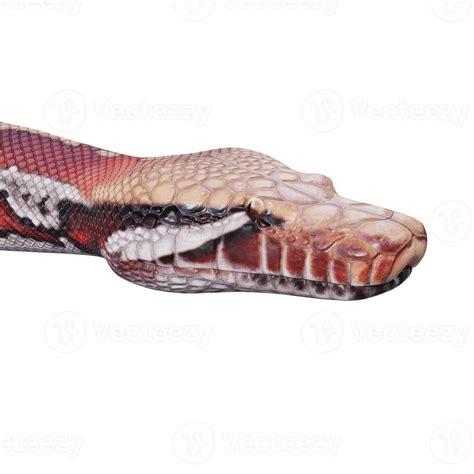 Matrix Blood Python 的图像结果