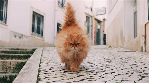 Wallpaper cat, fluffy, walk hd, picture, image
