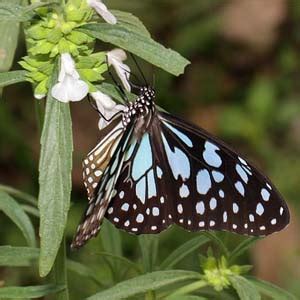 Portal For Butterfly:: M.P