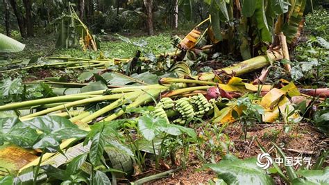 江苏淮安菜地疑被化工厂污染 近10亩农作物枯死_新浪新闻