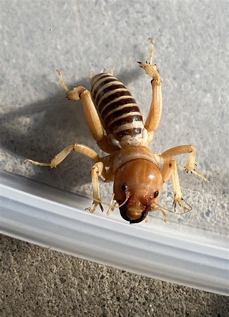 Potato Bug Spider Cricket at Ricky Payne blog