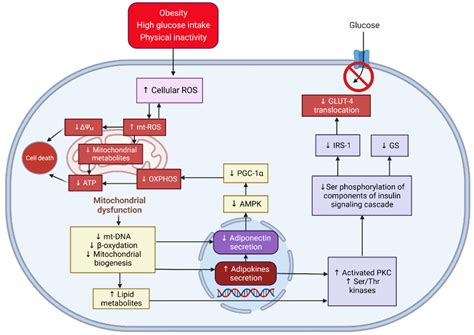 Preventing Adipogenesis and Preserving Mitochondria and GLUT-4 ...