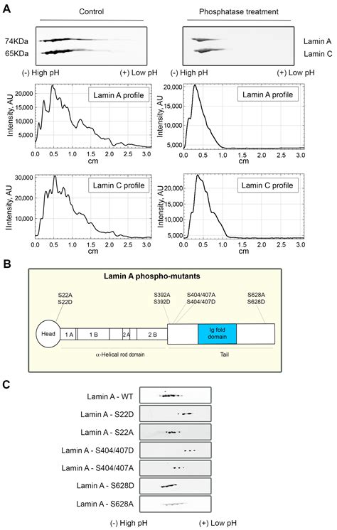 Lamin A/C and PI(4,5)P2—A Novel Complex in the Cell Nucleus