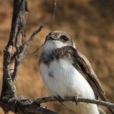 The Vineyard Gazette - Martha's Vineyard News | Cacophony of Crows