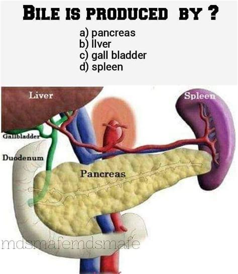 Bile is produced by_____? - MEDizzy