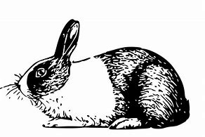 Image result for Rabbit Illustration