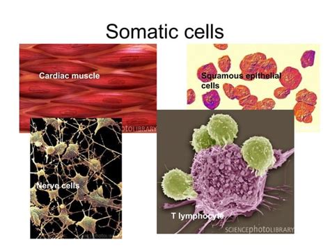 Image result for Human Cell Types and Functions