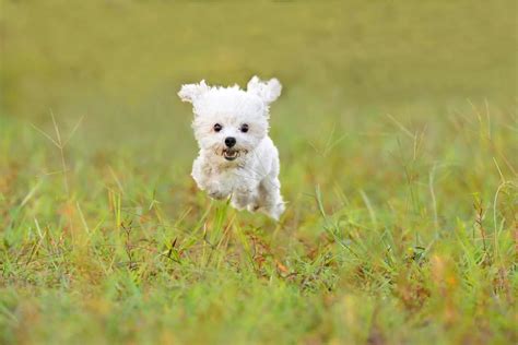 Maltipoo Lifespan & Tips For Increasing Its Life Expectancy