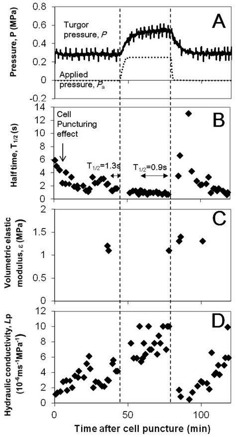 The Relationship between Turgor Pressure Change and Cell Hydraulics of ...