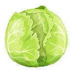 100 Vegetables Name in English with Pictures