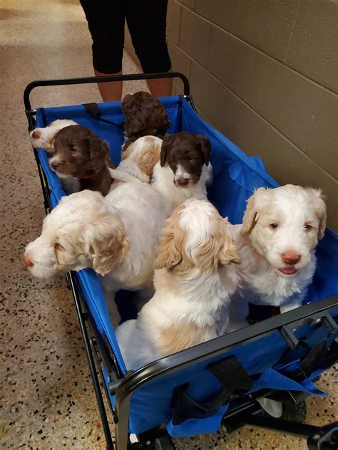 Karns Animal Clinic – Knoxville, TN