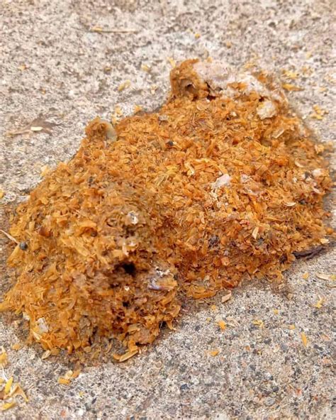 Image result for Normal Chicken Poop